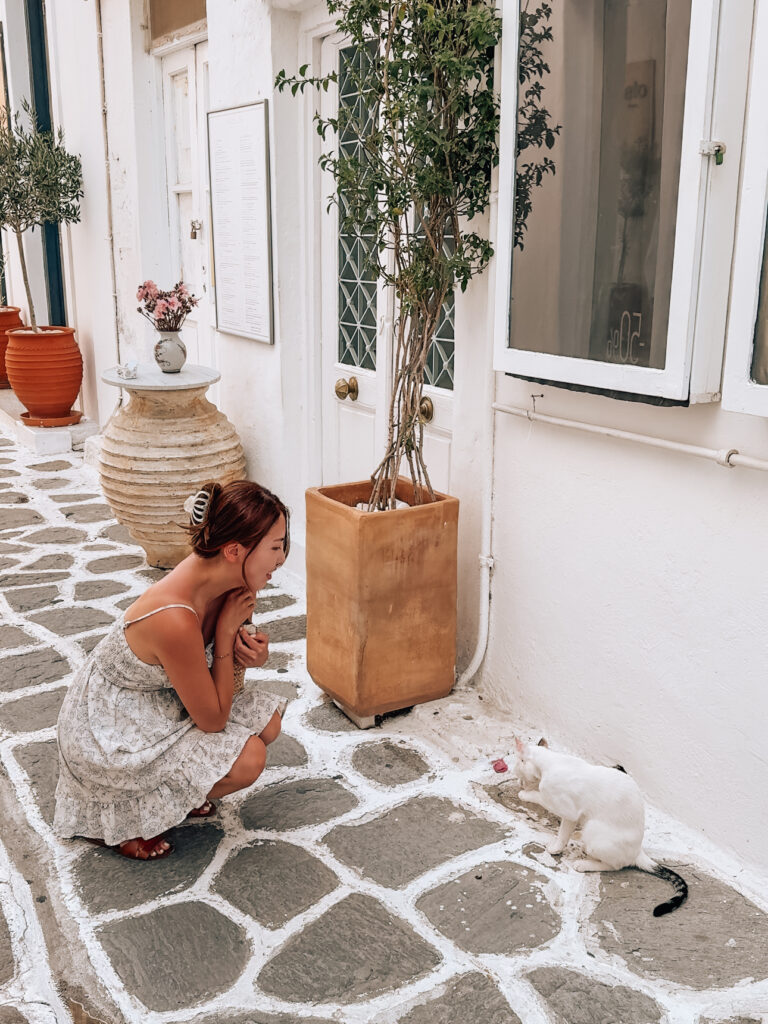 Cats on Paros Greek island in Paros Travel Guide