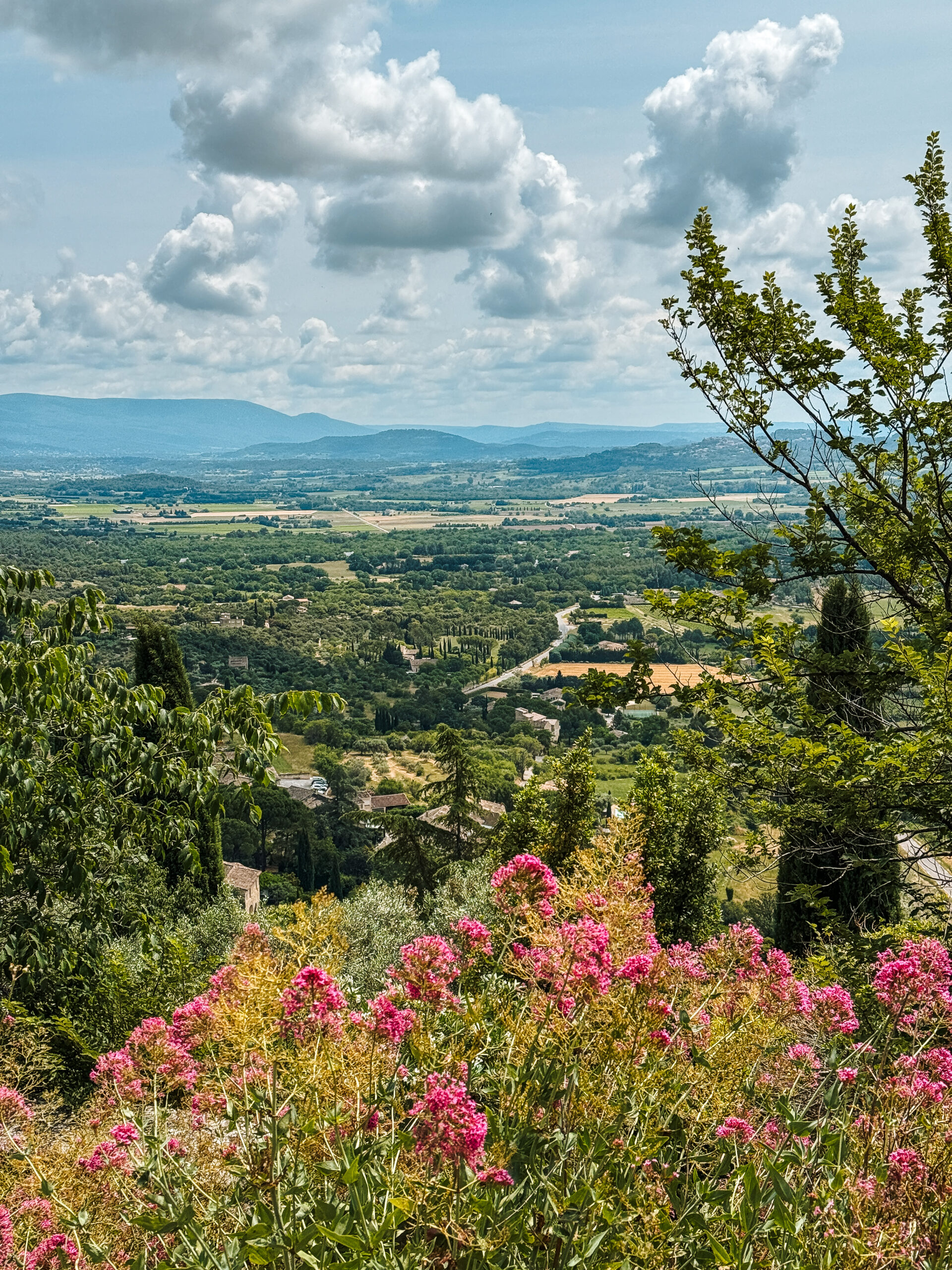 Rolling hills, patchwork fields, and cypress trees seen from Gordes, Provence, with pink wildflowers in the foreground.