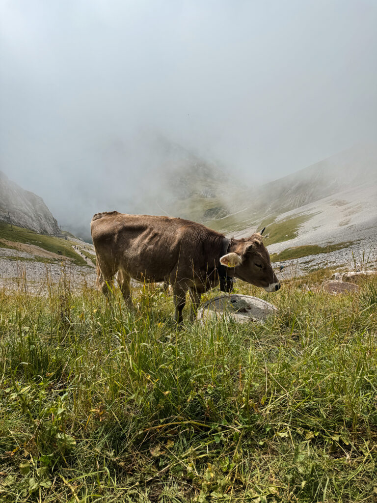 A single cow grazing on alpine grass with fog and mountain ridges in the background on Pilatus.