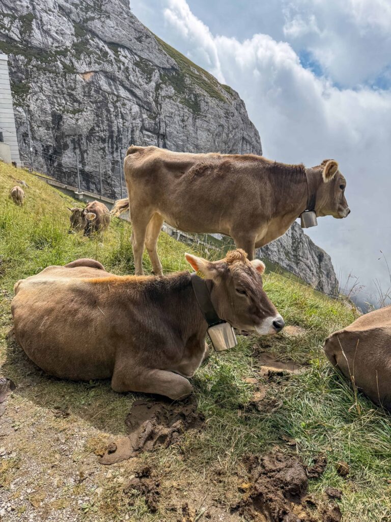 Brown Swiss cows resting and grazing on a grassy alpine slope at Mount Pilatus, wearing traditional cowbells, with dramatic rocky cliffs and clouds in the background.