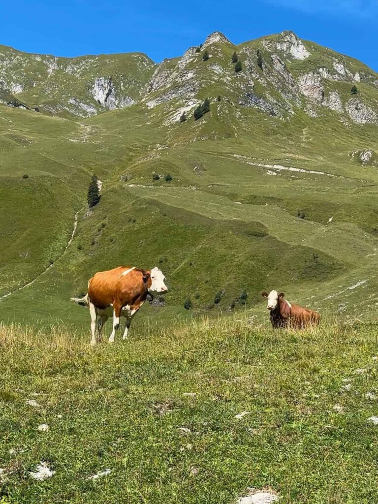 Two cows grazing and resting on a green alpine meadow beneath the rolling hills of Brienz Rothorn on a sunny summer day.