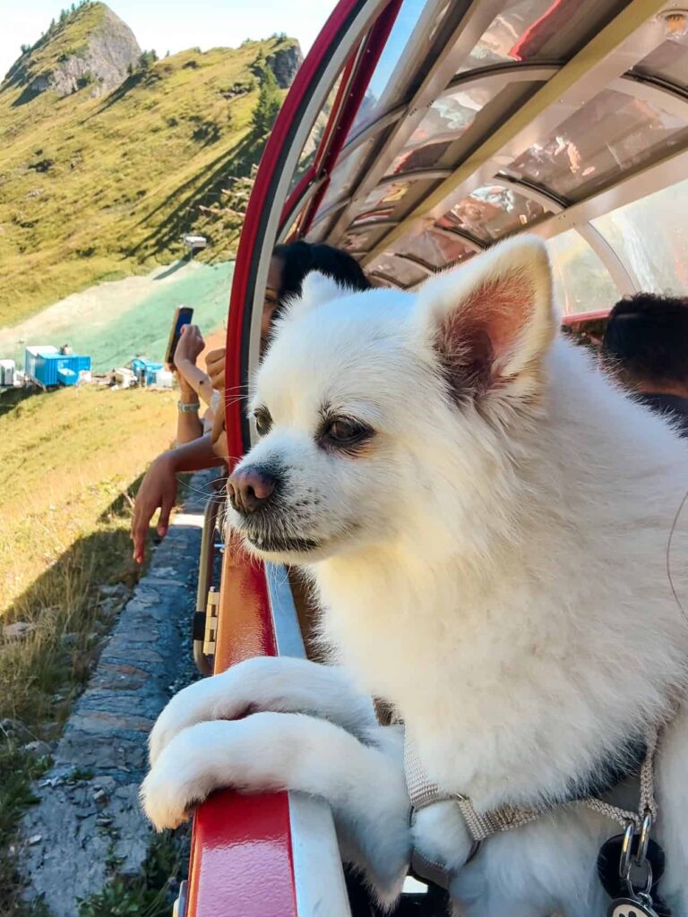 White dog leaning on the red railing of the Brienz Rothorn Bahn train, looking out at the mountain scenery during the ride.