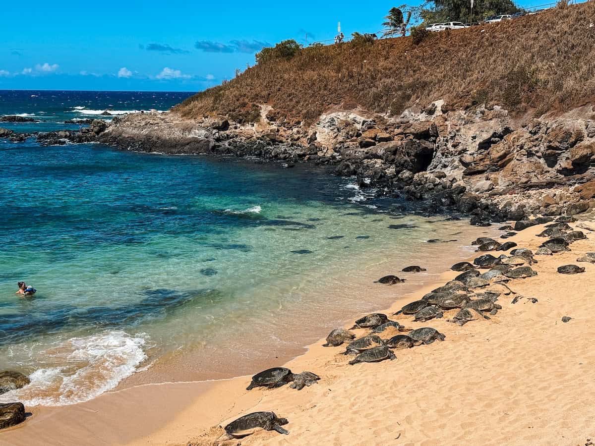 Dozens of green sea turtles resting on the sandy shore at Ho’okipa Beach Park in Maui, with turquoise waves and rocky cliffs in the background.