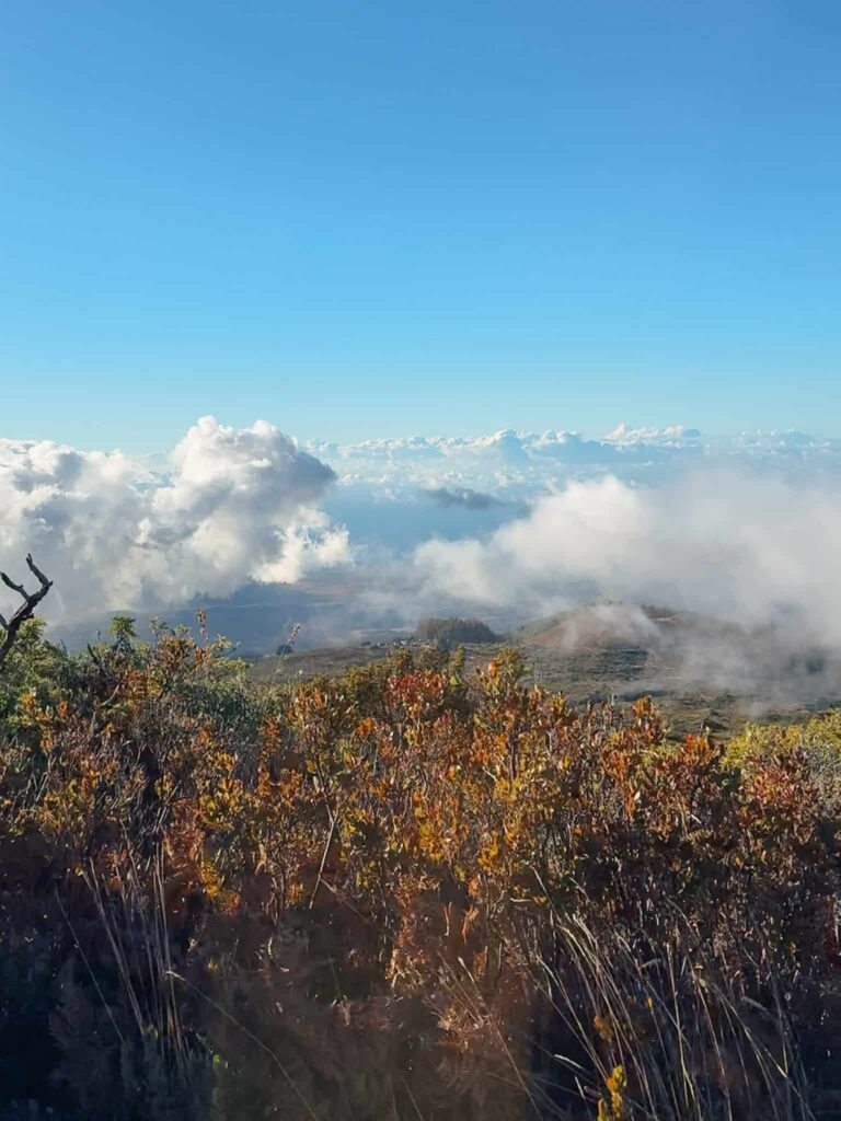 Lush vegetation and clouds seen along the winding road to Haleakalā Summit, Maui.