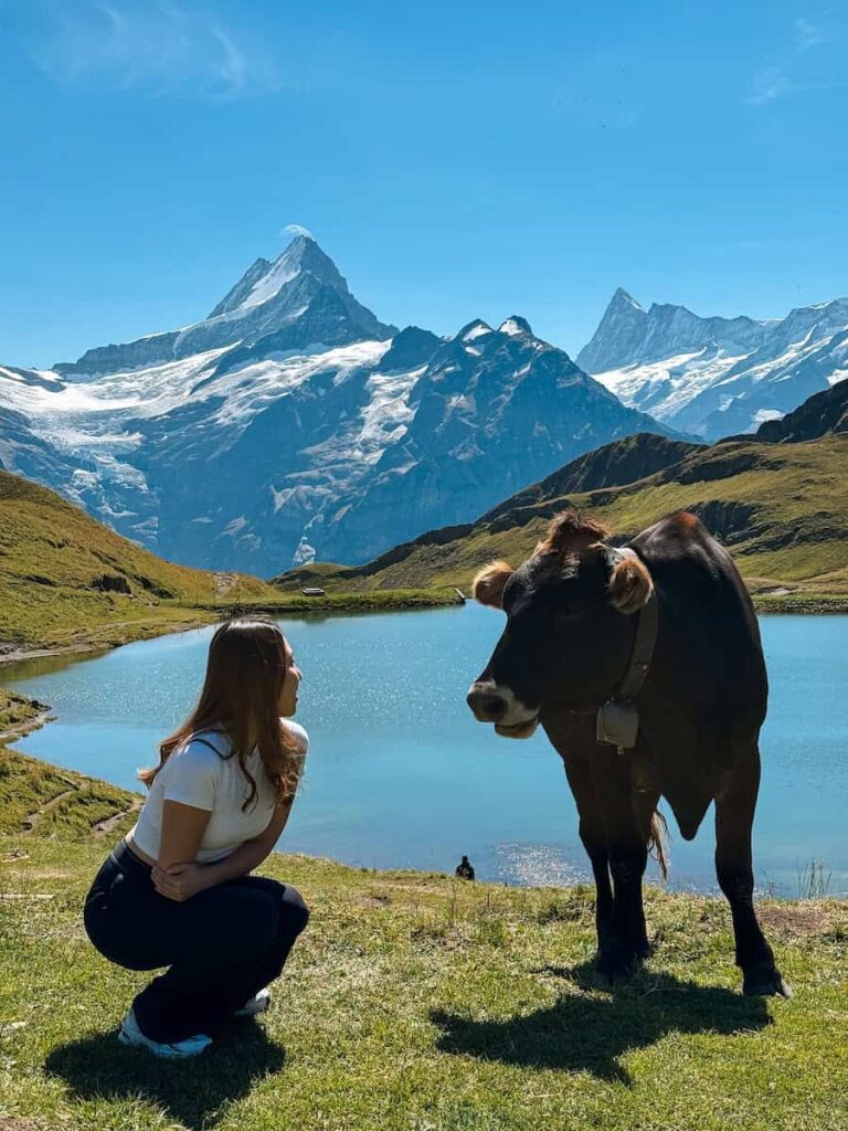 Traveler kneeling beside a Swiss cow at Bachalpsee with glacier covered mountain peaks rising behind the lake.