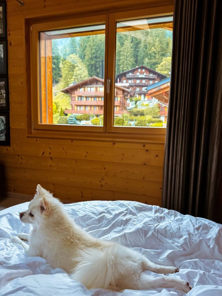 Small white dog relaxing on a cozy bed inside a wooden chalet with a window view of traditional Grindelwald chalets and forested hills.