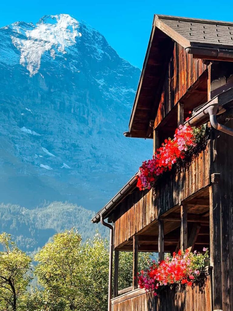 Wooden Swiss chalet decorated with bright red flowers in Grindelwald with a dramatic snow capped mountain rising behind it. Grindelwald or interlaken is a commonly asked question for travelers. 