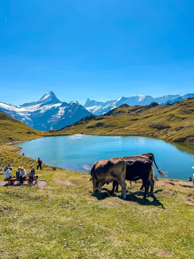 Alpine cows grazing beside Lake Bachalpsee with turquoise water and Eiger mountain views in Grindelwald Switzerland