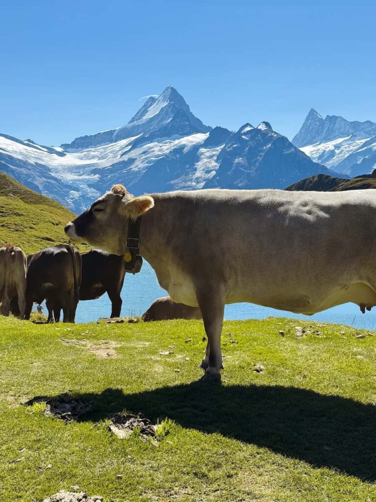 Swiss alpine cows grazing near Lake Bachalpsee with Eiger mountain views in Grindelwald Switzerland