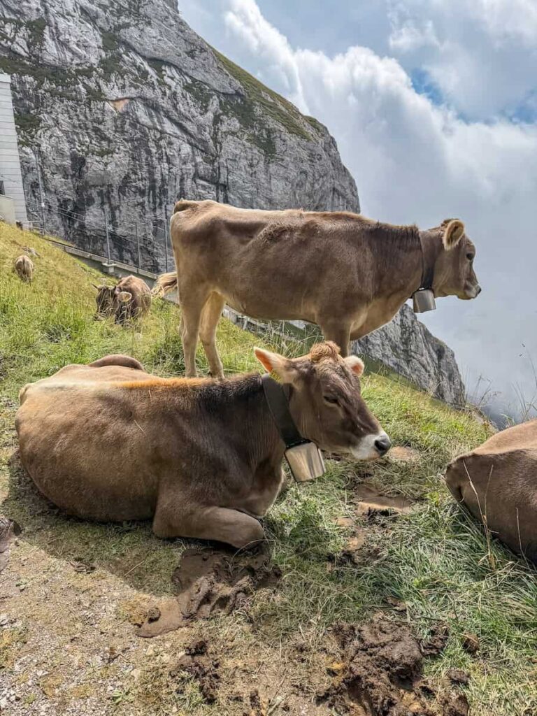 Brown Swiss cows resting on a grassy mountainside near Mount Pilatus in Switzerland with dramatic rocky cliffs and clouds in the background.