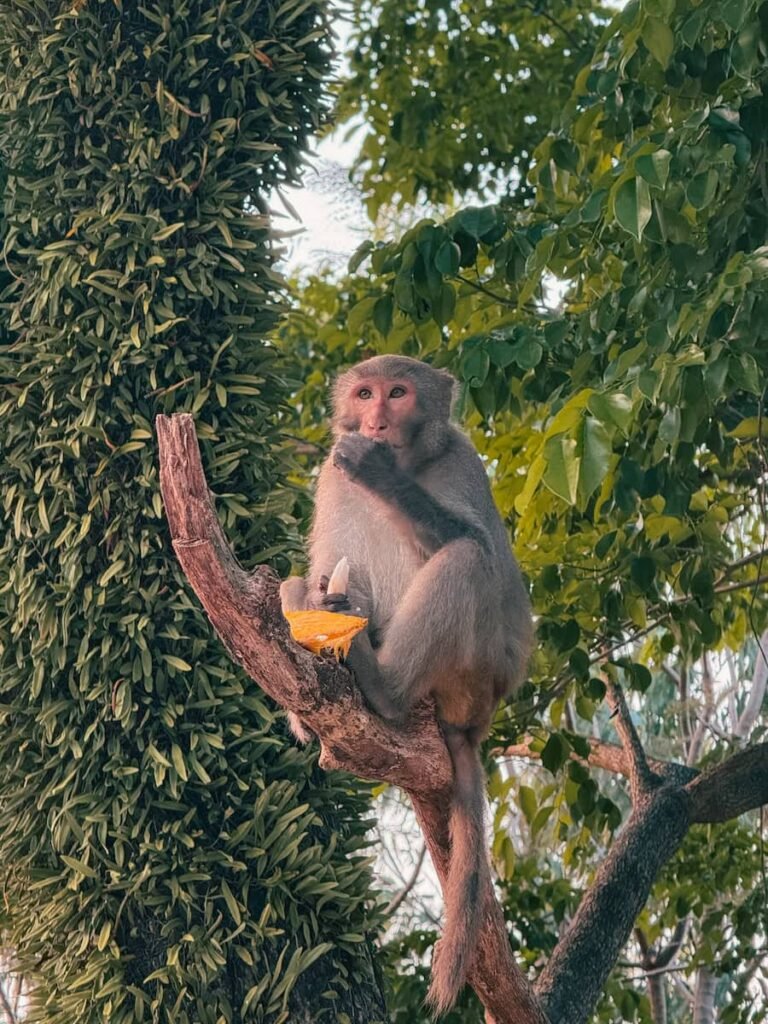 Monkey on the grounds of Linh Ung Pagoda on Son Tra Peninsula in Da Nang